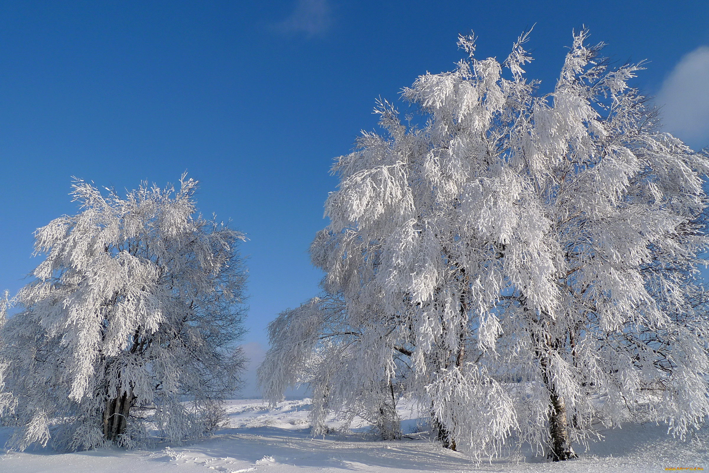 Картинка зимний период. Зимнее дерево. Деревья в снегу. Зимняя природа. Иней на деревьях.